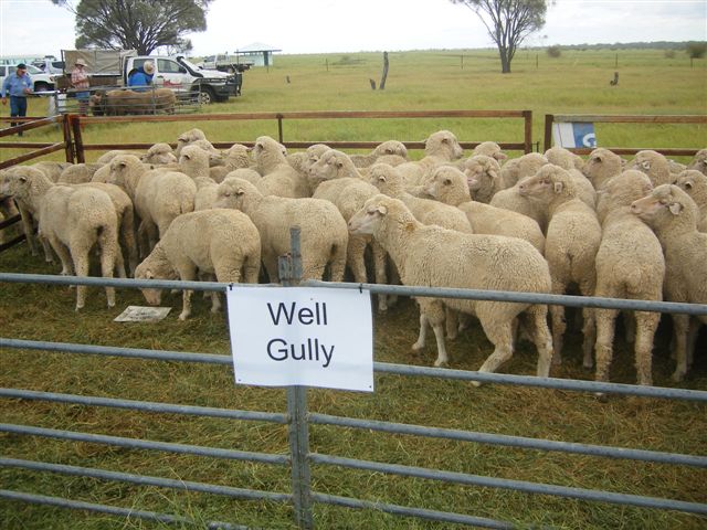 Longreach Sire Evaluation Trial February 25th 2010 017